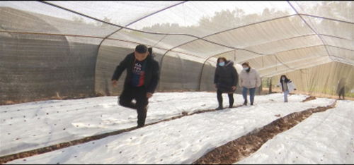 禾豐鎮(zhèn)探索食用菌栽培技術(shù)，推動(dòng)現(xiàn)代農(nóng)業(yè)發(fā)展