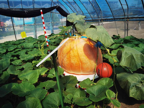 在北大荒，農(nóng)產(chǎn)品有“絕活兒”——農(nóng)業(yè)種植技術(shù)開發(fā)助推高質(zhì)量發(fā)展