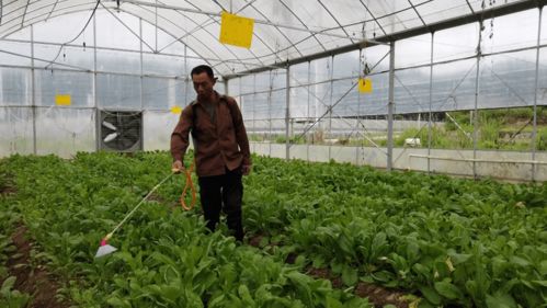 合作社+基地+農戶 蔬菜種植技術開發引領45名貧困人口就業增收