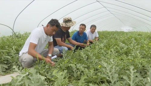 發展優質瓜菜種植與技術創新，開拓農業增效與農民增收新路徑