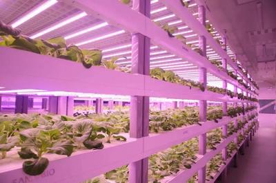 從太空餐桌到田間地頭 LED植物照明如何點亮現代農業新未來
