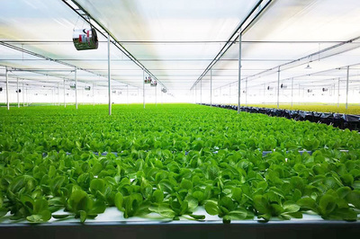 綠菱科技攜手恒熱集團，共繪農業(yè)種植技術新藍圖