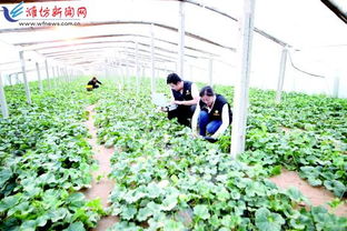 科技賦能，種植先行 以現代農業(yè)技術開發(fā)助推鄉(xiāng)村振興