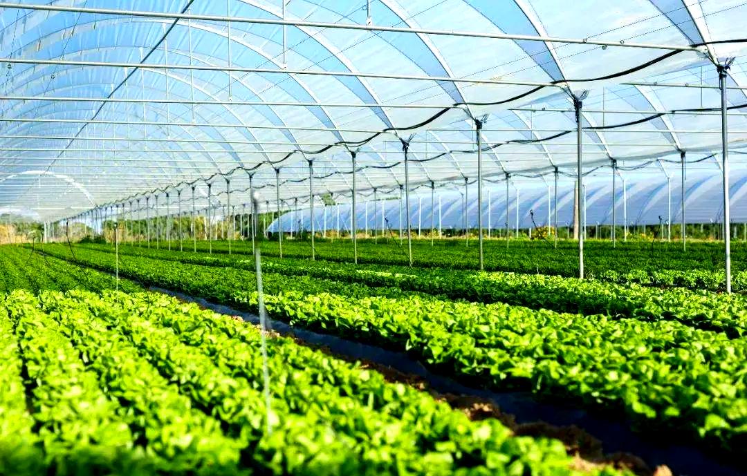 蔬菜集約化種植技術的演進與當代農業(yè)開發(fā)的挑戰(zhàn)