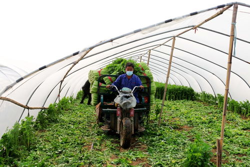 河北永清 科技賦能蔬菜種植，產業(yè)升級助農增收