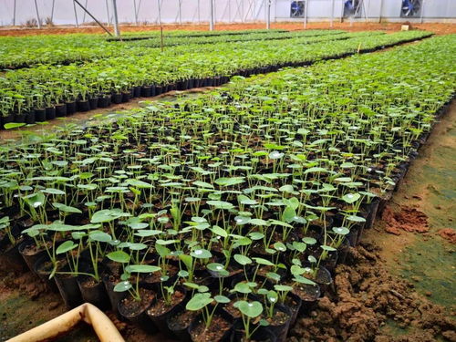 黨領導下的農技協(xié)丨廣西北海市合浦縣生態(tài)農業(yè)種養(yǎng)技術協(xié)會 深耕技術開發(fā)，賦能綠色種植