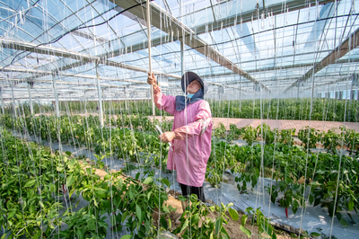 金溪農(nóng)旅融合 技術(shù)賦能繪就鄉(xiāng)村增收新圖景