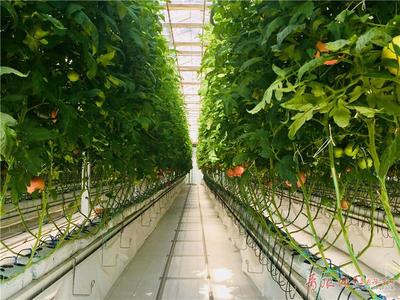 無(wú)土之壤，未來(lái)之味 青島高科技農(nóng)場(chǎng)引領(lǐng)西紅柿種植革命