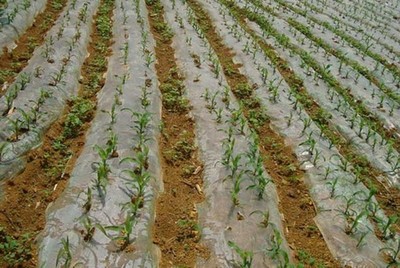 玉米種植技術(shù) 現(xiàn)代農(nóng)業(yè)種植技術(shù)的開(kāi)發(fā)與應(yīng)用