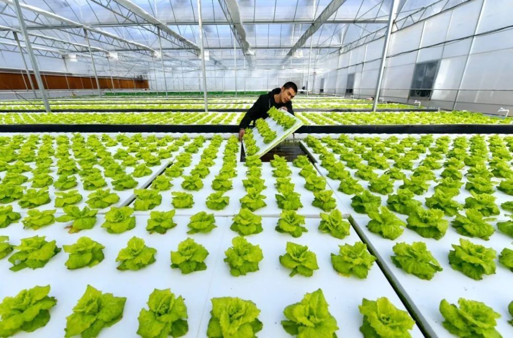 中國(guó)農(nóng)業(yè)種植技術(shù)的創(chuàng)新與發(fā)展 現(xiàn)狀、挑戰(zhàn)與未來(lái)趨勢(shì)