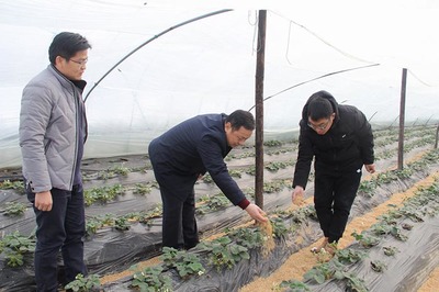 縣農(nóng)業(yè)局成立專項(xiàng)工作專班 積極應(yīng)對(duì)雨雪冰凍低溫災(zāi)害 全力保障農(nóng)業(yè)種植技術(shù)開發(fā)